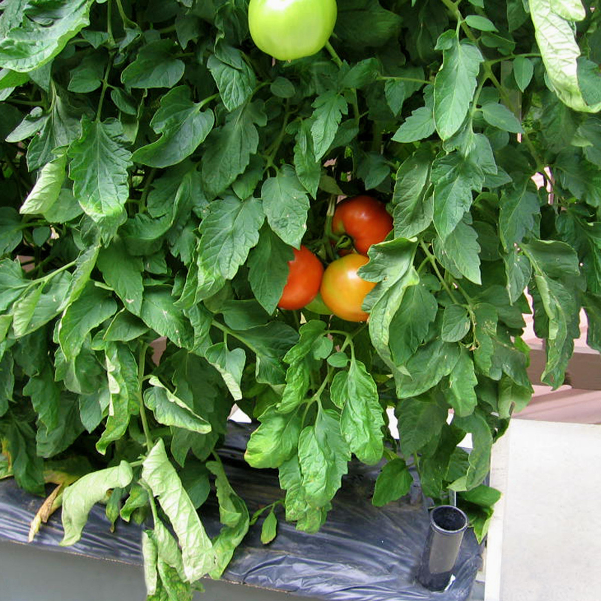 EarthBox Tomato & Veggie Boost | Calcium Nitrate