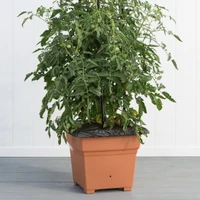 EarthBox Root & Veg Jersey Boy Trellis