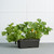 EarthBox Original Gardening System