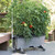 EarthBox Tomato Growing Bundle