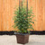 EarthBox Root & Veg Jersey Boy Trellis