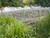 Oversized reject gravel in a gabion basket