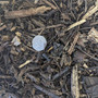 Mulch with coin for size