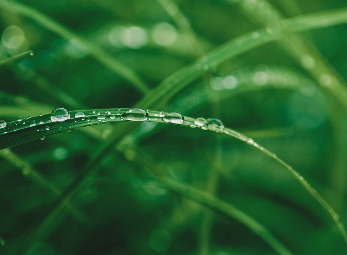 A close up of a blade of grass with water droplets on it