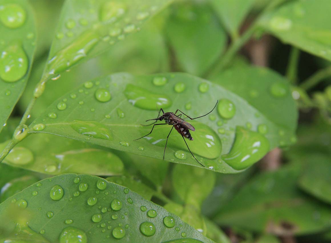 Mosquito on a leaf