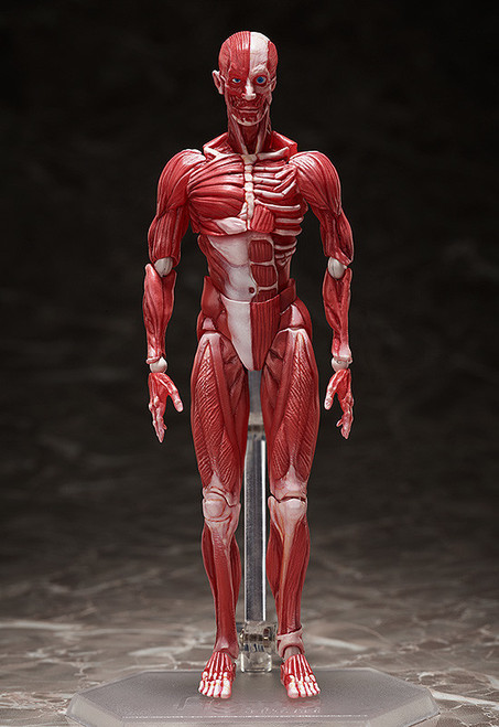 figma: figma - Human Anatomical Model (#SP-142)