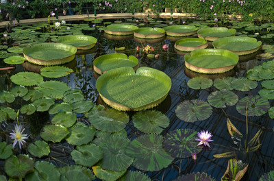 All-natural, Herbal and Organic Shampoo – Everything you need to know!