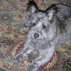 Backpack for a 21 lbs. Cairn Terrier - New size - First of two Designs Backpack for a 21 lbs. Cairn Terrier - New size - First of two Designs