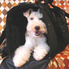 Backpack Pet Carrier Modified for a 8 kg. (17.6 lbs) Wire Fox Terrier in Japan Backpack Pet Carrier Modified for a 8 kg. (17.6 lbs) Wire Fox Terrier in Japan
