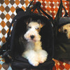 Backpack Pet Carrier Modified for a 8 kg. (17.6 lbs) Wire Fox Terrier in Japan Backpack Pet Carrier Modified for a 8 kg. (17.6 lbs) Wire Fox Terrier in Japan
