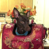 Elegant Pet Carrier with Detachable Backpack for a 12 lb. Chihuahua and Jack Russell Mix