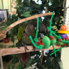 Hornet, a green cheeked conure, is attracted to and tasting the colorful plastic beads in a very cute bird toy that looks like a catepillar