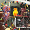 Sun Conure Sunshine perches happily after chewing off a few pieces from his favorable bendable ladder Sun Conure Sunshine perches happily after chewing off a few pieces from his favorable bendable ladder