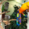 Resembling a grapevine but with very colorful plastic beads, tube and strings, this sight and chew bird toy attracts many small birds just to lick (or touch)! Resembling a grapevine but with very colorful plastic beads, tube and strings, this sight and chew bird toy attracts many small birds just to lick (or touch)!