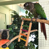 Great for connecting perches for multiple birds or helping small birds to climb up to the perch inside a bird carrier, this small climbing ladder is must have bird toy.