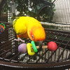 When they are not chewing, some birds can do a single foot lift with this barbell foot toy without a "OUCH"!  Can you? The two square rings are there to distract them and spare the dowel. It is pure fun to see them wrestling with the barbell in their tummies while laying on their back! When they are not chewing, some birds can do a single foot lift with this barbell foot toy without a "OUCH"!  Can you? The two square rings are there to distract them and spare the dowel. It is pure fun to see them wrestling with the barbell in their tummies while laying on their back!
