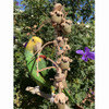 Pablo's Gumnut Blossom Natural Chewing Toy  - Made in Australia