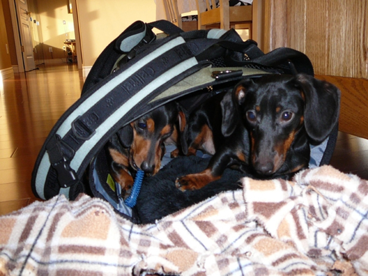 Wilbur and Olive, two mini-dachshund having fun in