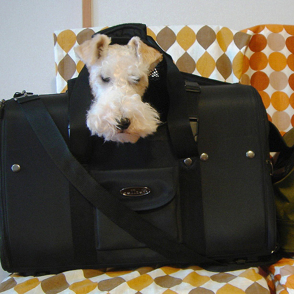 Backpack Pet Carrier Modified for a 8 kg. (17.6 lbs) Wire Fox Terrier in Japan Backpack Pet Carrier Modified for a 8 kg. (17.6 lbs) Wire Fox Terrier in Japan