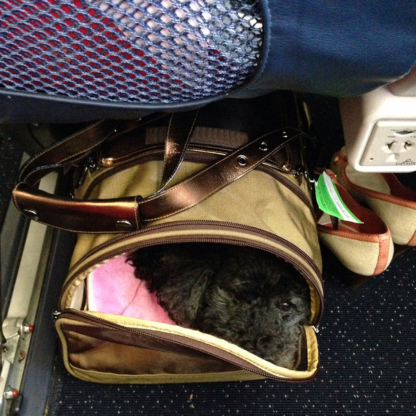 Meeting Delta Airlines' Specific Flight Requirements for a 8 lbs. Dog