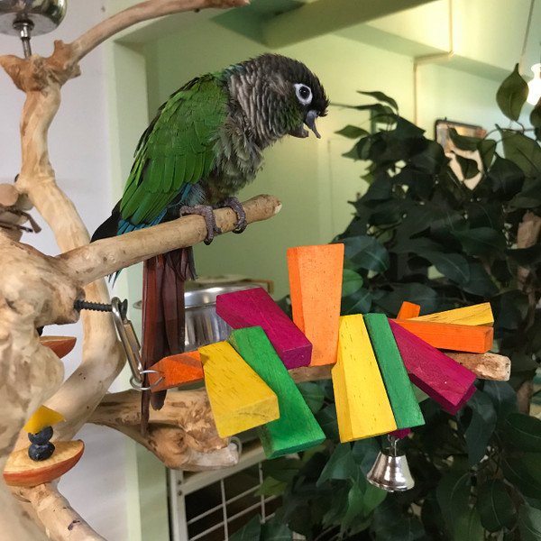 Simple but flexible, this bird toy design satisfies the small and big birds. This colorful toy is also bendable, made with thick wooden pieces. It is great for shredding! Simple but flexible, this bird toy design satisfies the small and big birds. This colorful toy is also bendable, made with thick wooden pieces. It is great for shredding!