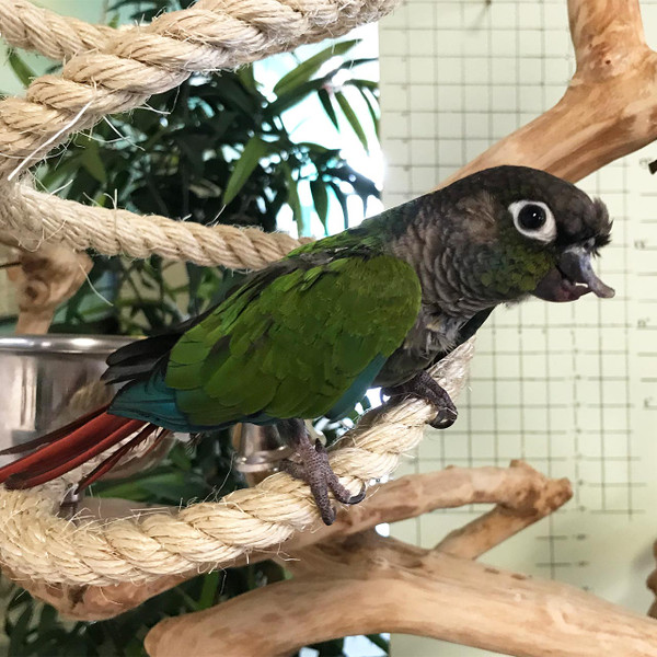 With this bird toy, you can stretch it, bend it, create a interesting rope bridge connecting your bird's favorite hang out spots. This is great to exercise your bird's balance. The 0.5" or 10.5 cm thick sisal rope is perfect for small birds such as lovebirds, finches, parakeets, small conures etc.