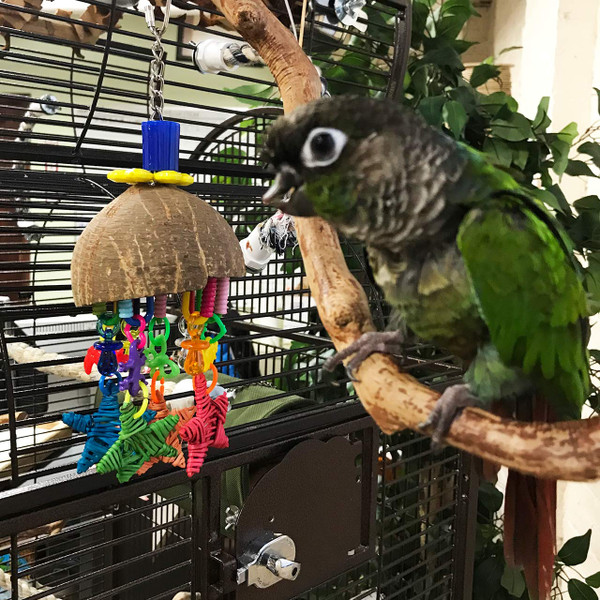 Kalahati ng niyog, at makulay, maganda ang mga hugis, tulad ng mga pacifier at bituin na nakabitin mula rito. Ang ganitong isang magandang laruan para sa iyong ibon upang i-play sa! Kalahati ng niyog, at makulay, maganda ang mga hugis, tulad ng mga pacifier at bituin na nakabitin mula rito. Ang ganitong isang magandang laruan para sa iyong ibon upang i-play sa!