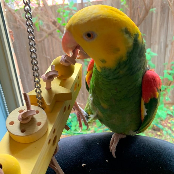Would you like a special treat Turmeric Magic today?  You may even add some diced herbs to the various shaped chewable parts.  Have fun with this nicely designed chewing and foraging toys for your parrots.
Dyed with Turmeric, this foraging toy gives you the yellow color not commonly seen in bird toys.  Turmeric has been used as a powerful healing remedy and clothing dye for thousands of years.  Would you like a special treat Turmeric Magic today?  You may even add some diced herbs to the various shaped chewable parts.  Have fun with this nicely designed chewing and foraging toys for your parrots.
Dyed with Turmeric, this foraging toy gives you the yellow color not commonly seen in bird toys.  Turmeric has been used as a powerful healing remedy and clothing dye for thousands of years.
