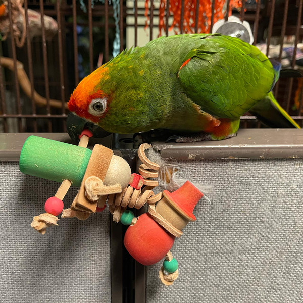 Does your little bird need a friend to snuggle with for the festive holiday?  These two crafted parrot foot toys are about the size of a budgie or parrotlet.  It will be so cute to have a picture of them side by side.  Who would win the cutest one contest :-)?   Simple, nicely colored and designed, this is a must have toy to celebrate the holiday with your bird, big and small.
