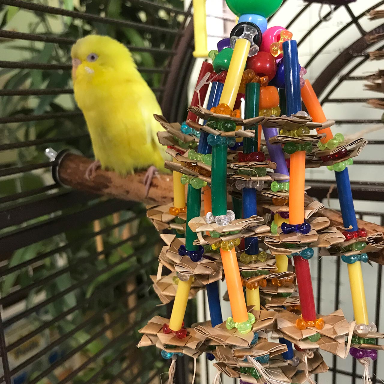 plastic parakeet buddy