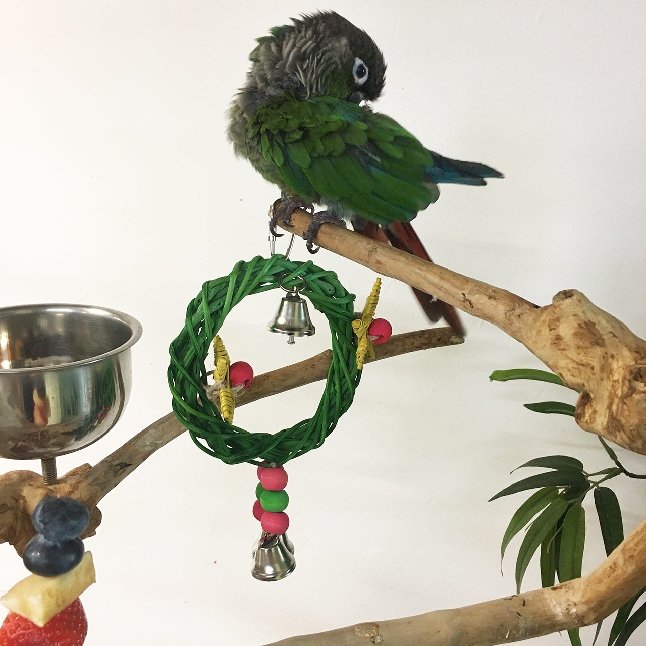 fun bird toys