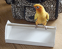 Celltei's First Bird Item