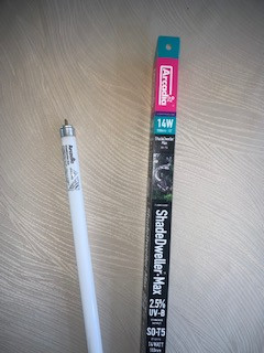 shadedweller_max_bulb__85558.