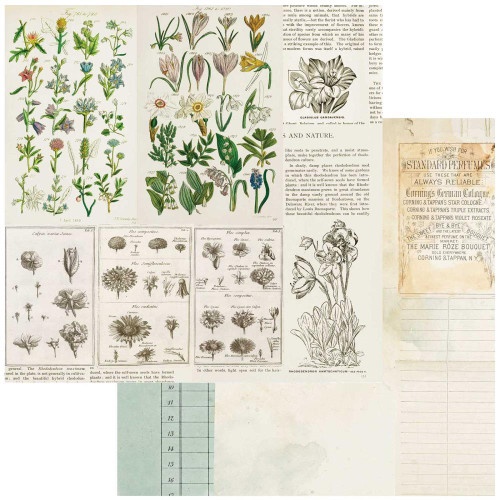 49 AND MARKET Vintage Artistry 12x12 Paper: Curators Botanical - Anthology