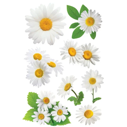PAPER HOUSE PRODUCTIONS 3D Stickers: Oxeye Daisy