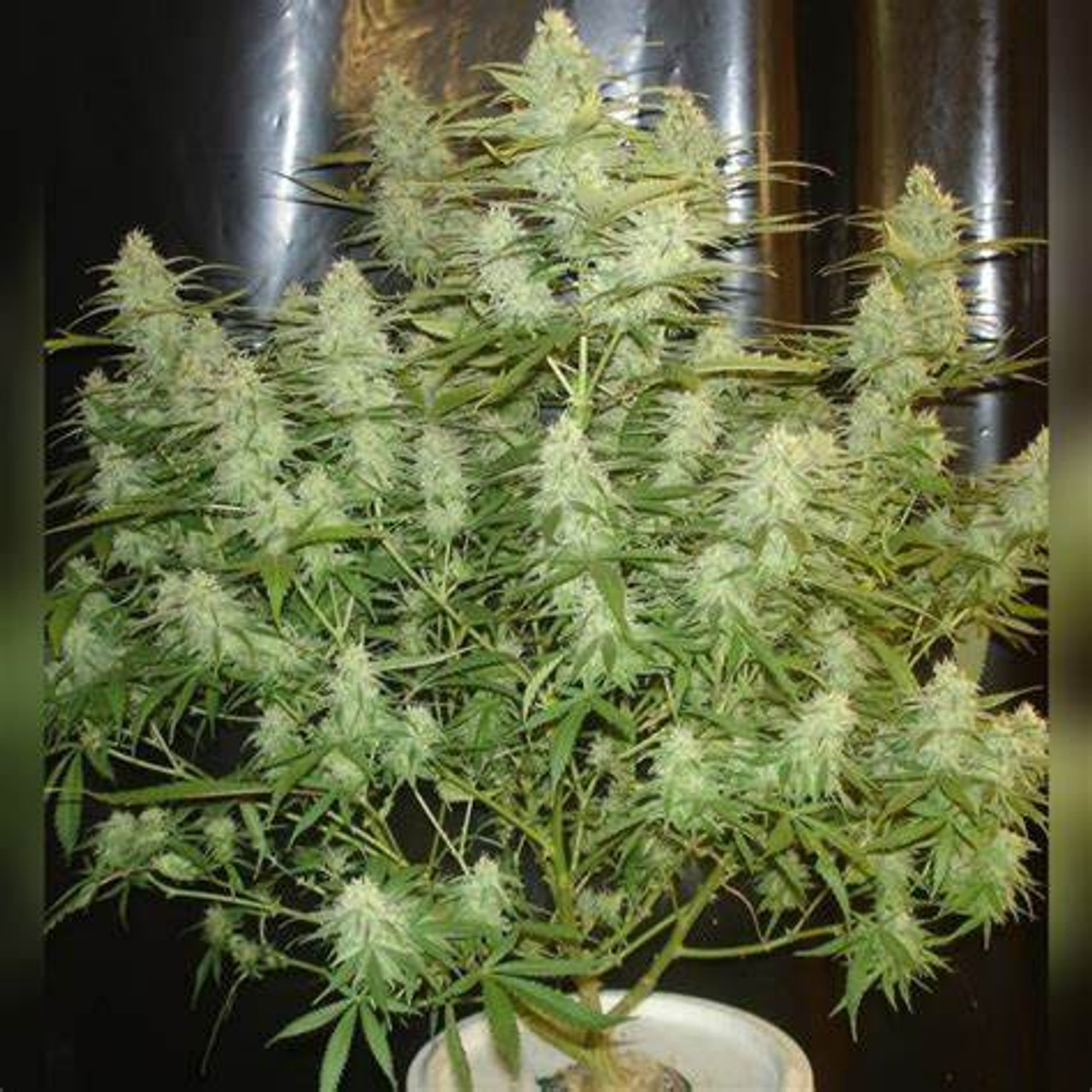 Sativa