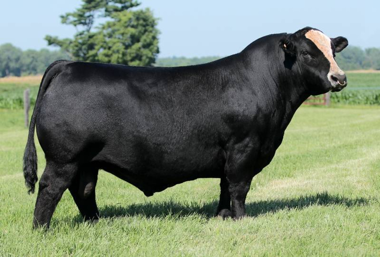 Crowd Pleaser • Cattle Visions • Premier Multi-Breed Online