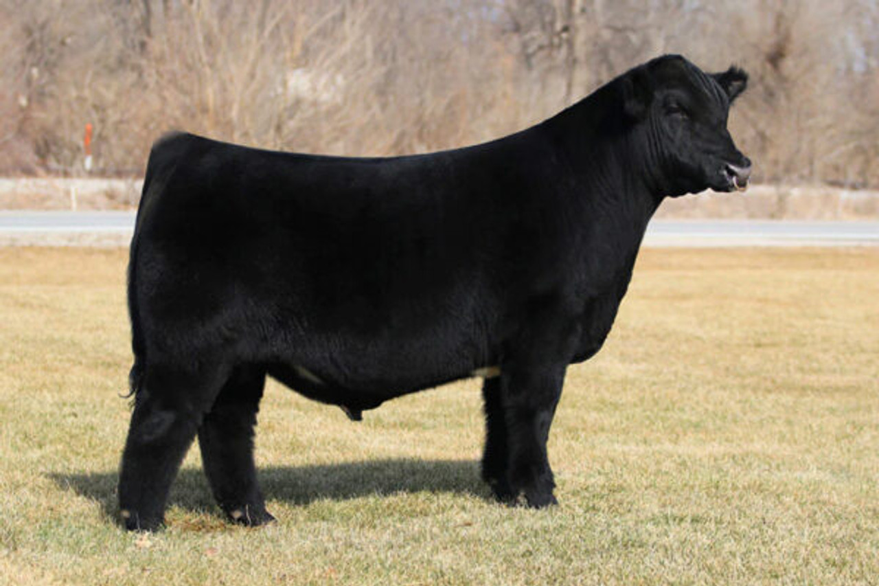 MINN Hybrid 101D ET - CATTLE VISIONS