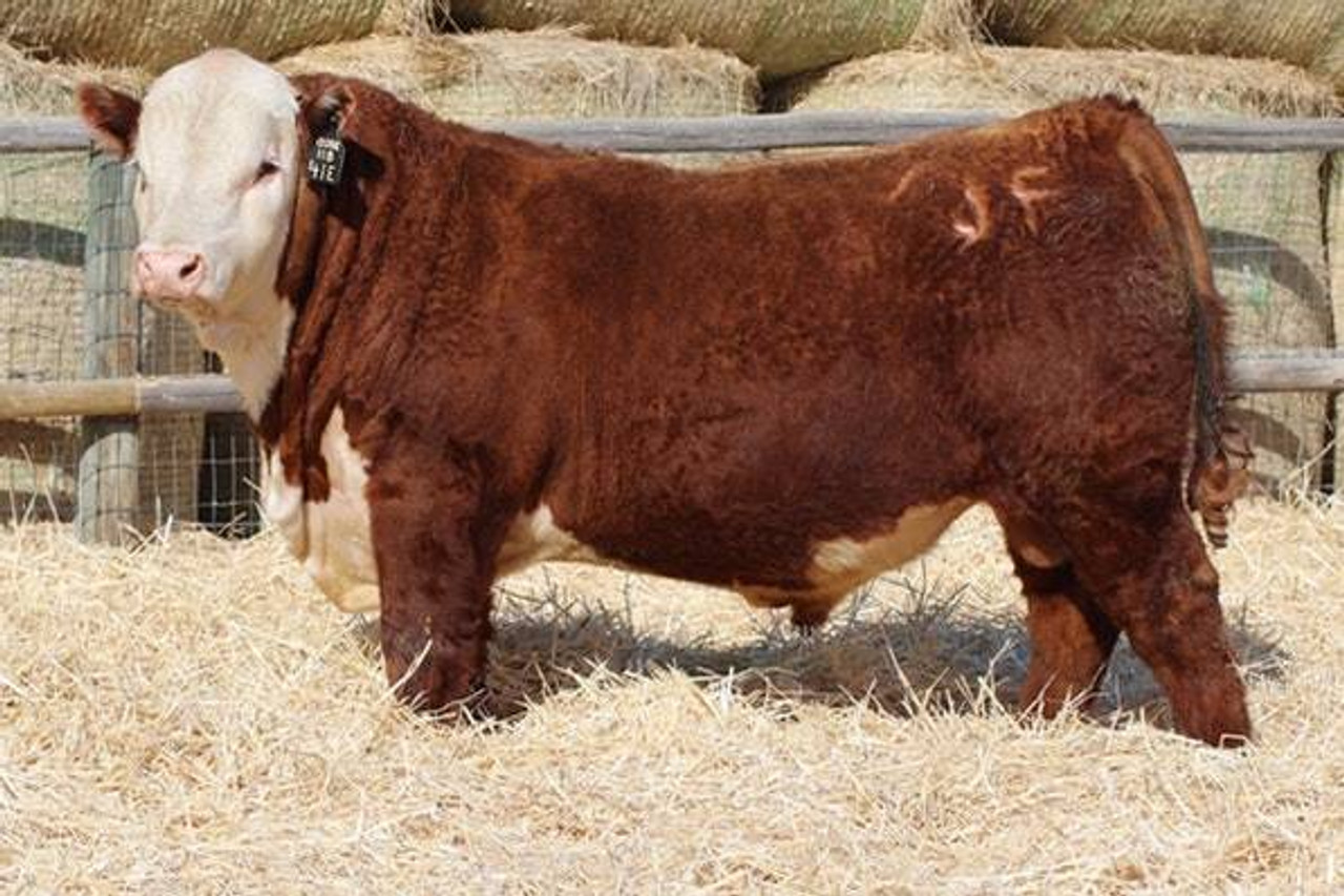 NJW 11B 028X HOSS 41E • Cattle Visions • Premier Multi-Breed