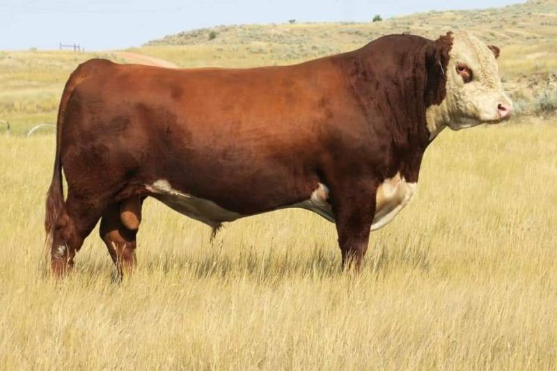 NJW 139C 103C RIDGE 254G • Cattle Visions • Premier Multi-Breed