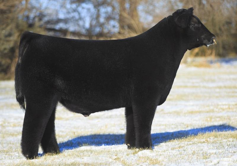 NMR NEW BEGINNING • Cattle Visions • Premier Multi-Breed Online