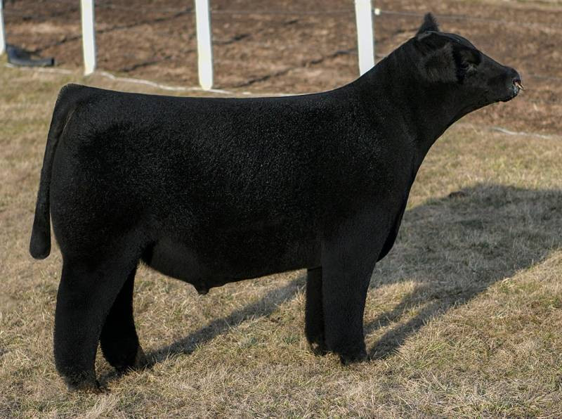 No Pain No Gain • Cattle Visions • Premier Multi-Breed Online