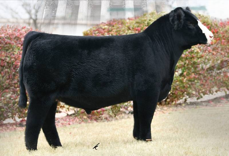 OBCC KAVANAUGH F236 • Cattle Visions • Premier Multi-Breed Online