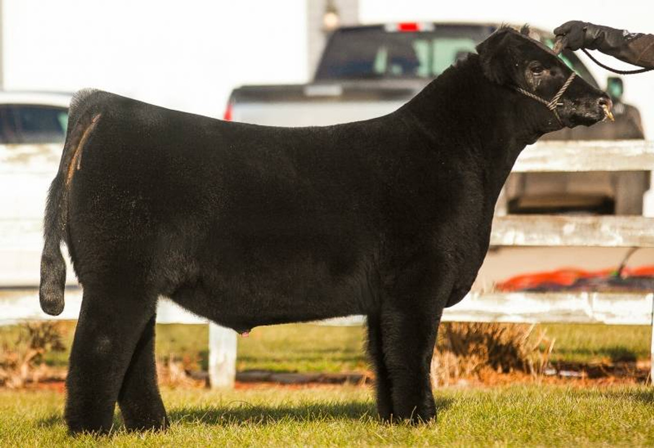 WALSH ON THE BRINK • Cattle Visions • Premier Multi-Breed