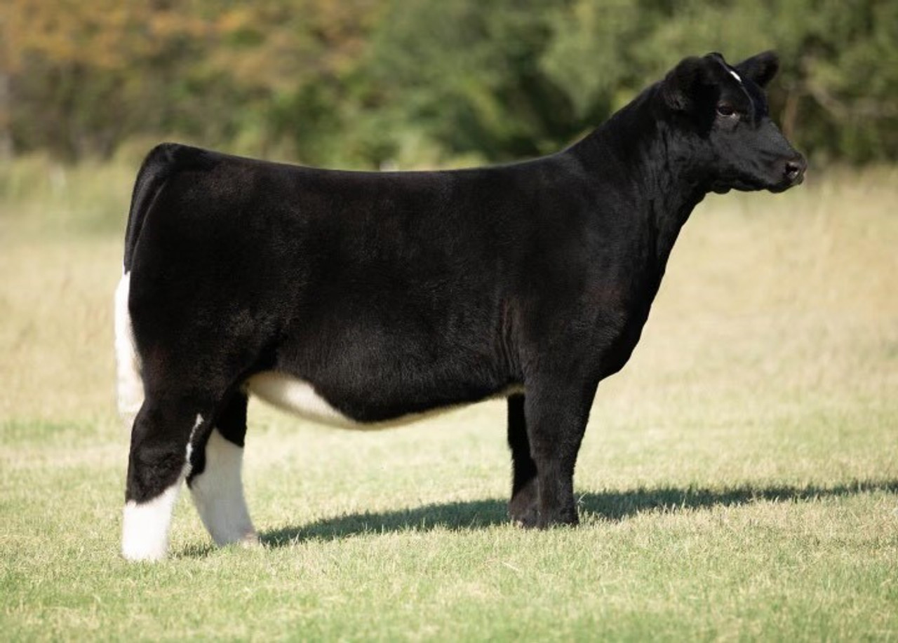 WALSH ON THE BRINK • Cattle Visions • Premier Multi-Breed