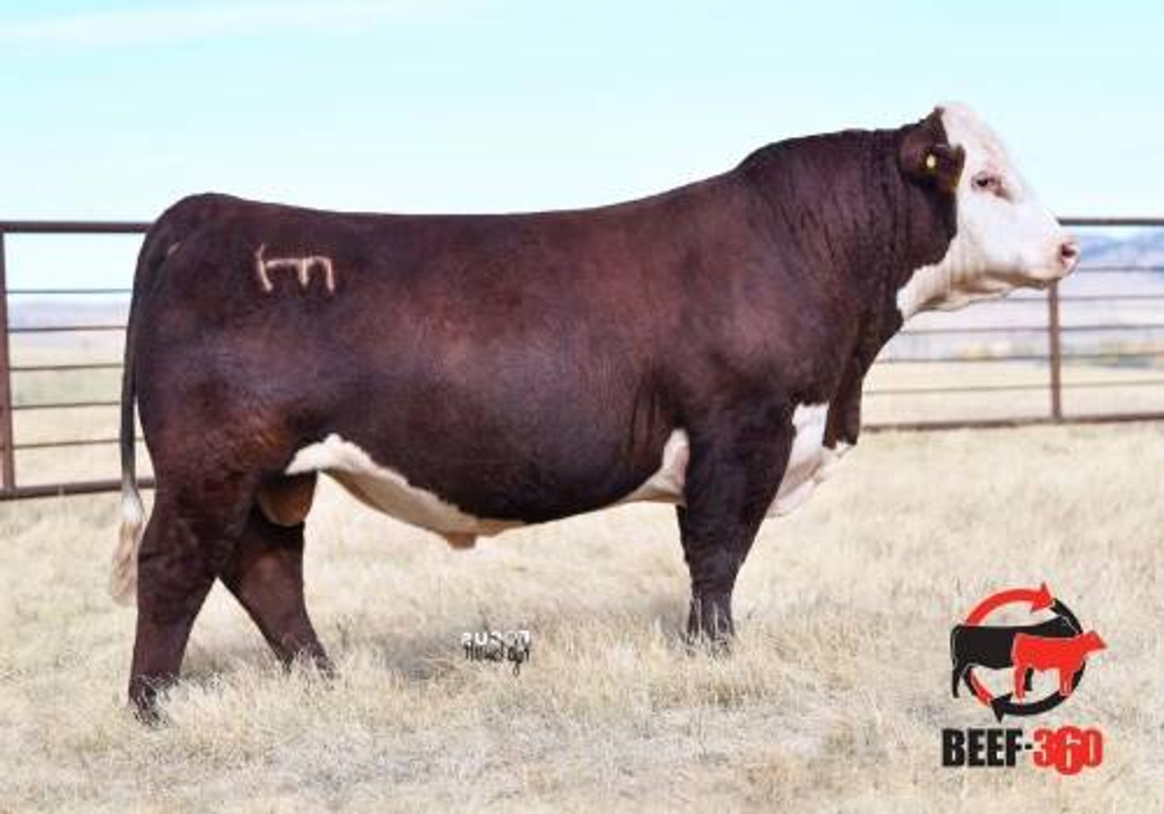 PYRAMID DAYBREAK 9165 • Cattle Visions • Premier Multi-Breed