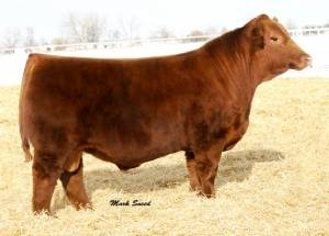 RED LAZY MC COWBOY CUT 26U • Cattle Visions • Premier Multi