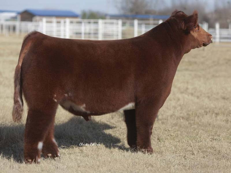 Red Rocky 2 • Cattle Visions • Premier Multi-Breed Online Semen