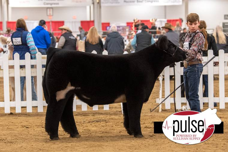 Red Rocky 2 • Cattle Visions • Premier Multi-Breed Online Semen