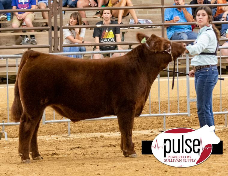 Red Rocky 2 • Cattle Visions • Premier Multi-Breed Online Semen